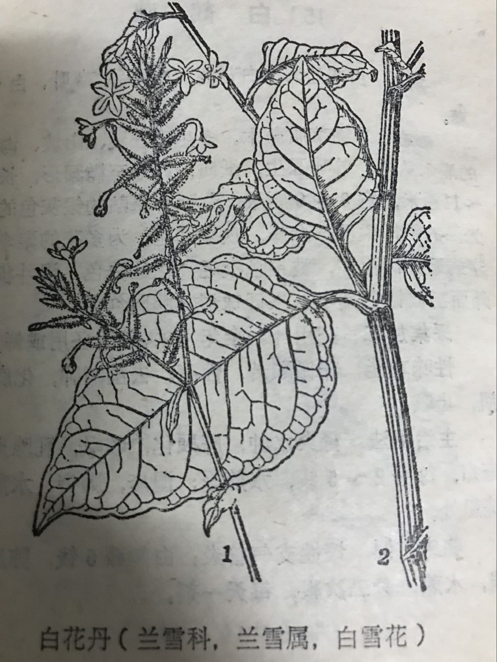 别名:白背丝绸,白背绸,白面水鸡叶,白藤