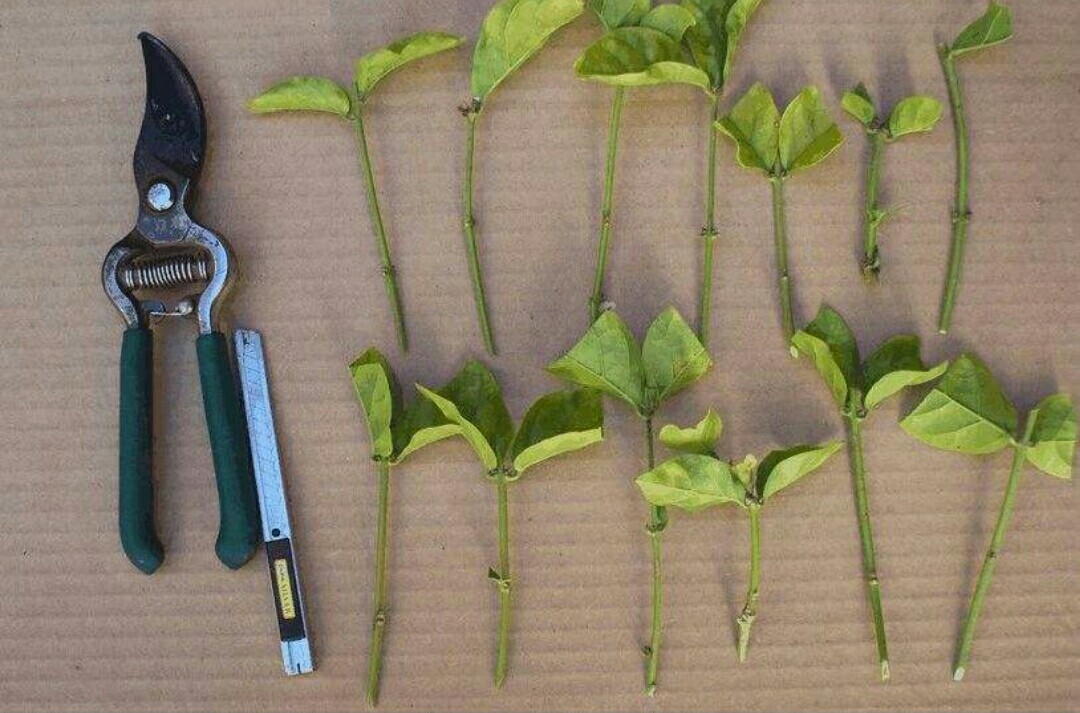 夏季扦插花木,容易黑杆,不生根,扦插时要掌握这些技巧