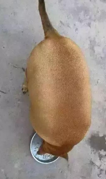 交给奶奶吧,几个月就能收获一只肥狗!