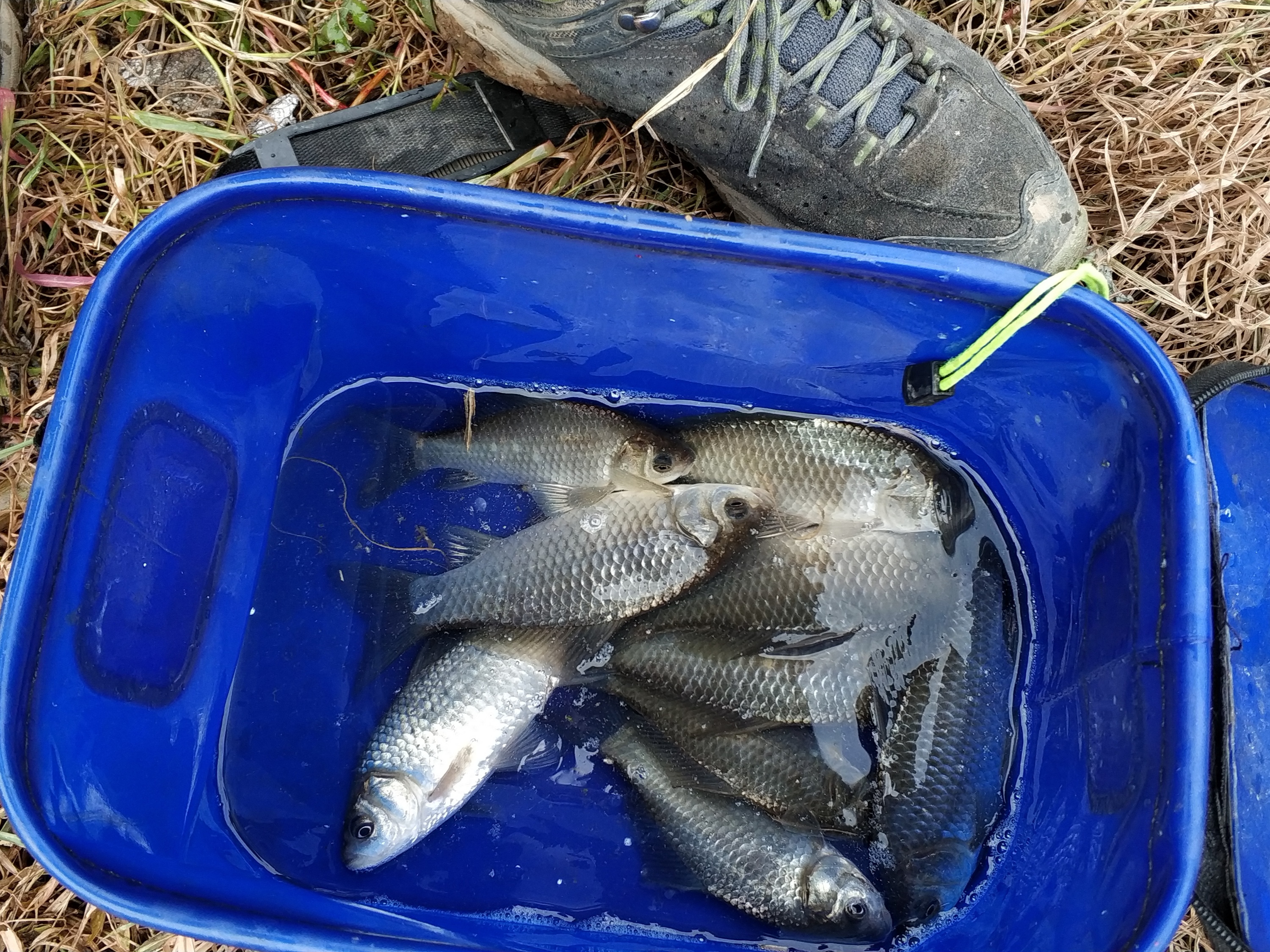 乡村小河草滩野钓,收获10多条野生鲫鱼,疯狂上钩的节奏