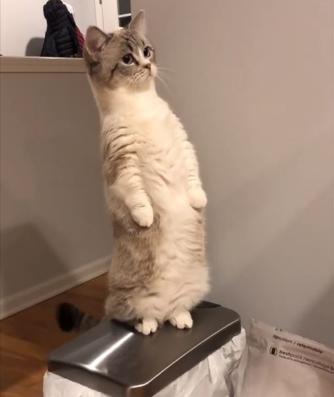 宠主一声令下,猫咪就站直了,猫咪:累死了,休息!