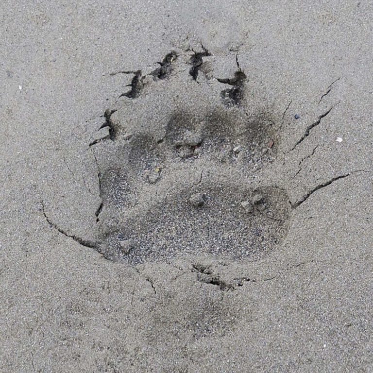 狗獾脚印图片图片