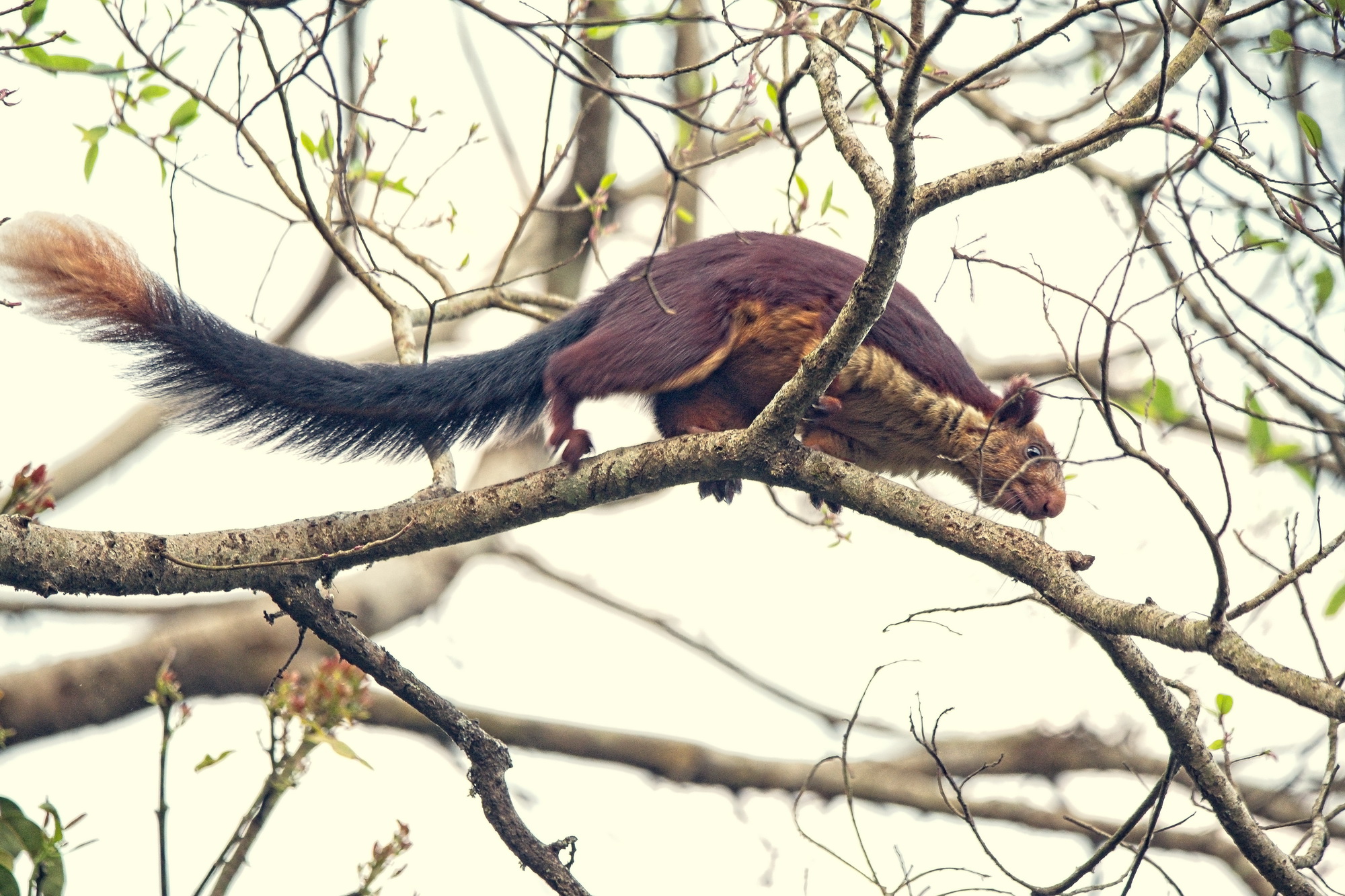 印度巨松鼠又名马拉巴尔巨松鼠,是广泛分布在印度森林中的一种活泼