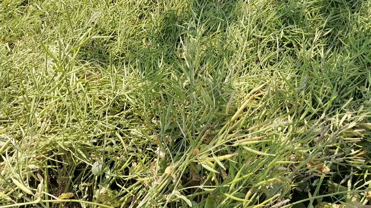 油菜花变油菜籽,收割的季节