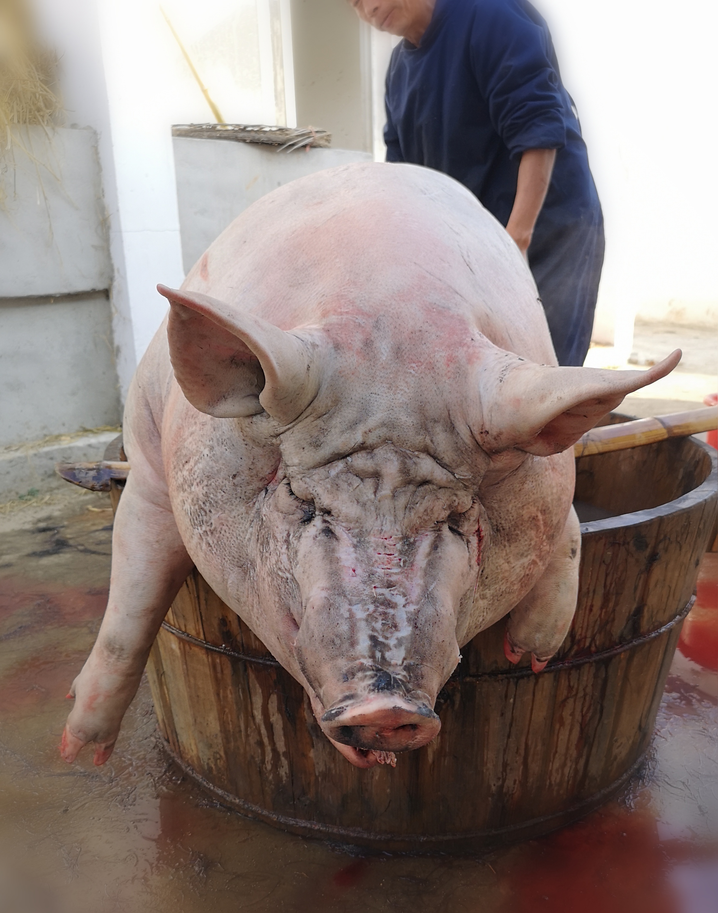 因为养年猪,往往是不计成本,用了一年多的时间养成大肥猪.