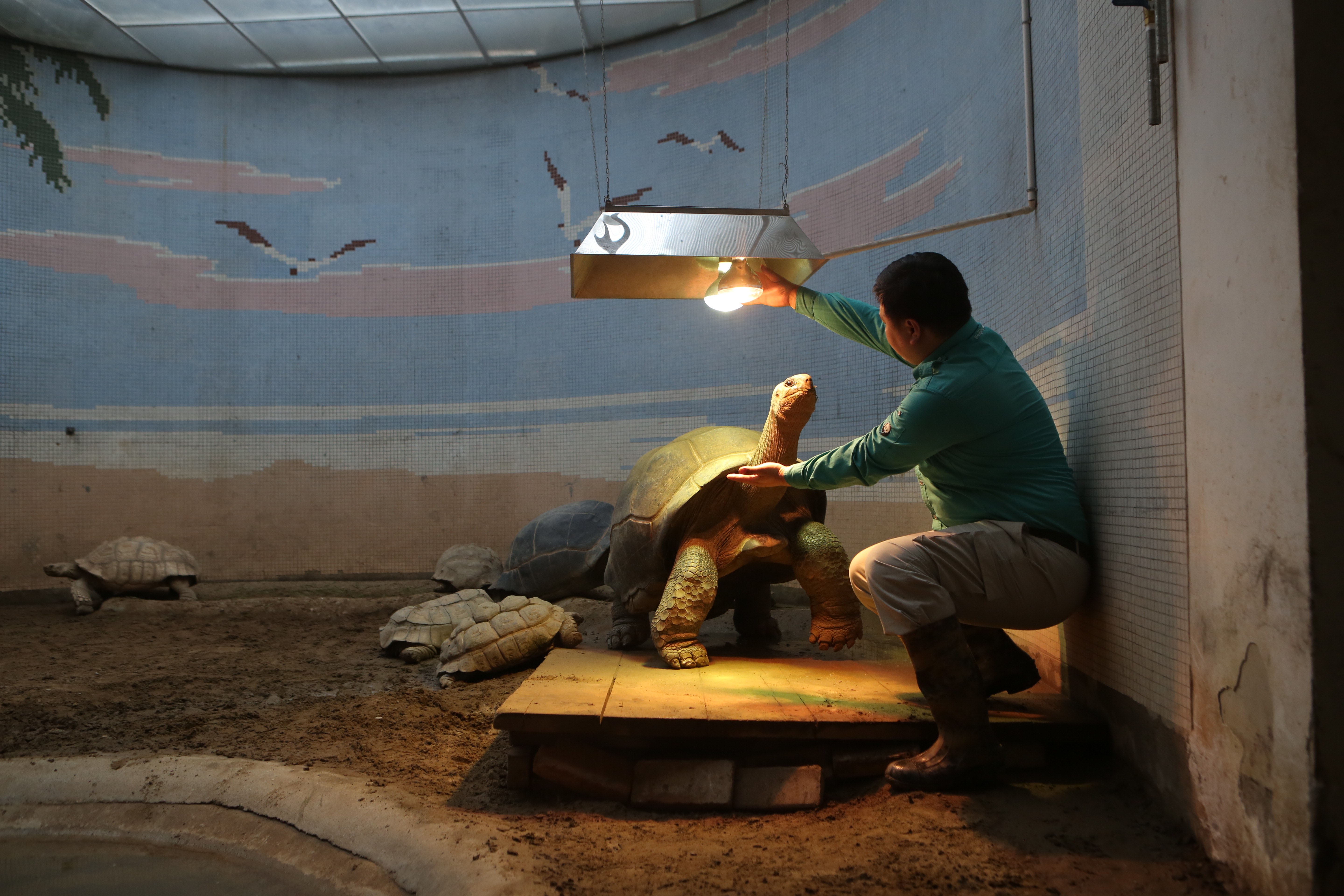 两栖爬行馆,饲养员在为象龟调试浴霸加热灯光.新京报记者 侯少卿 摄