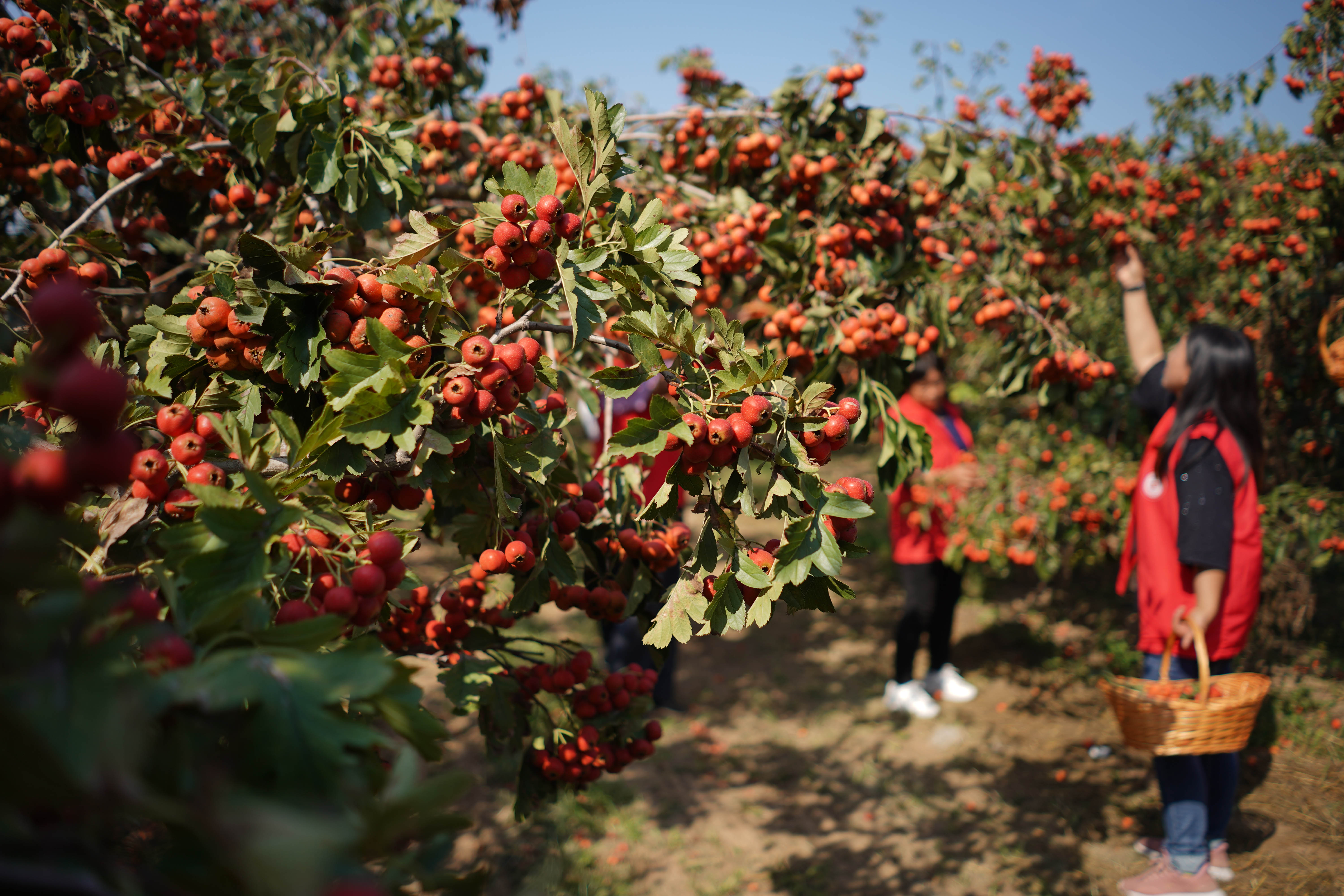 山楂林里庆丰收(2)