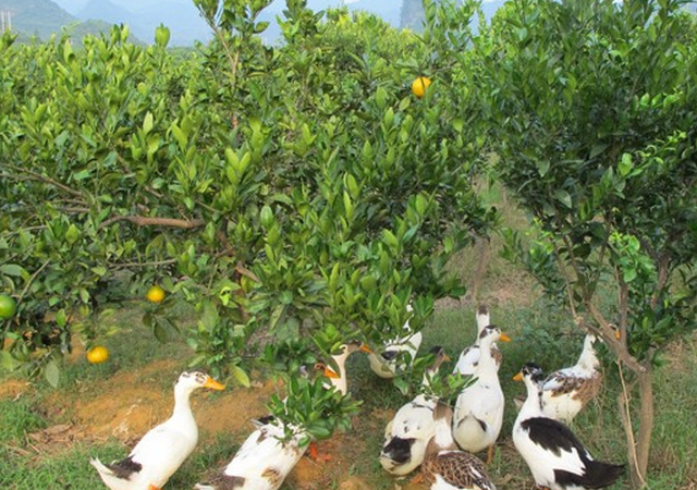 果园养鸭如何养?学会这些方法,走进生态养殖新天地