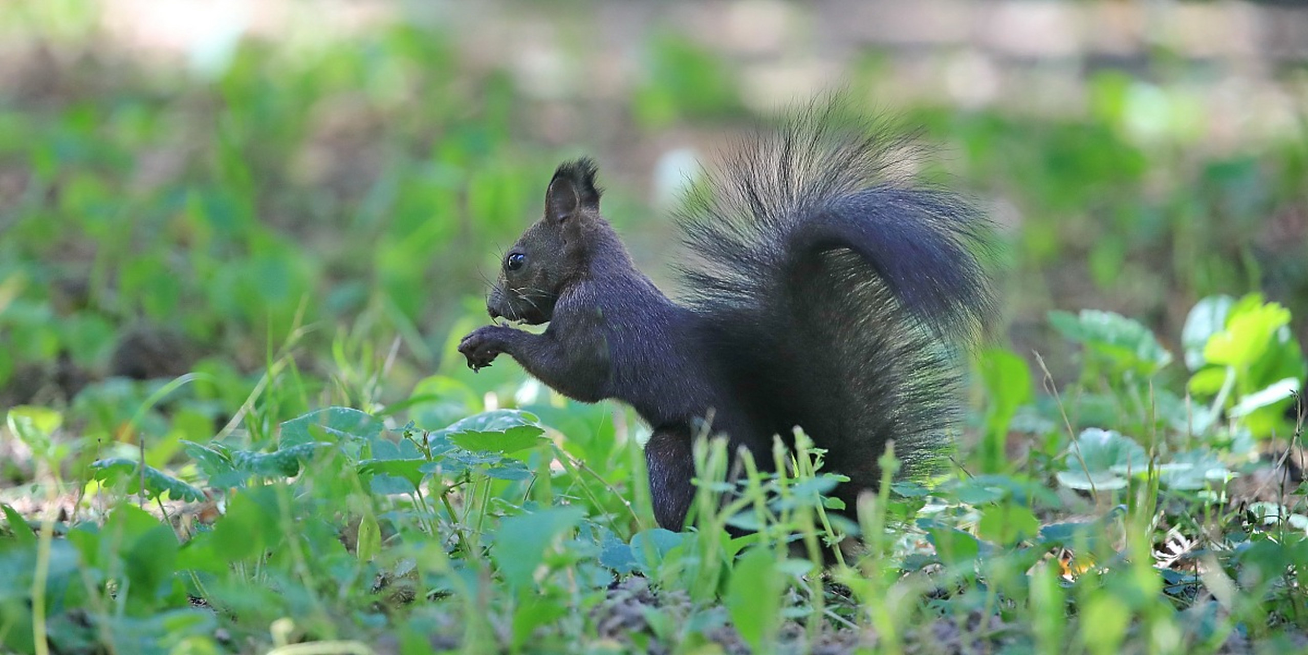 魔王松鼠,啮齿目松鼠科松鼠亚科动物,别名魔鬼松鼠,大尾松鼠.