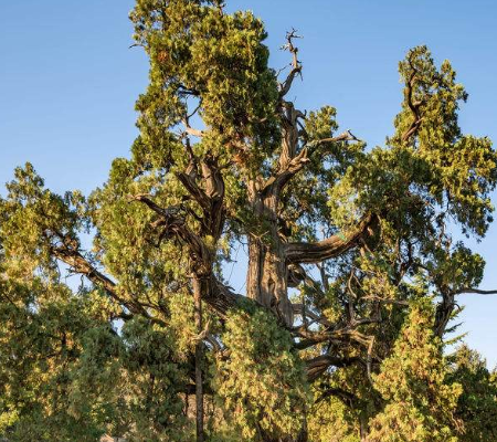 世界上最古老的柏树,距今5000多年