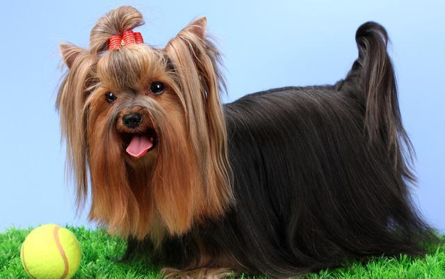 这6种小型犬很适合城市养,懒人养狗的最优选,你想养哪一种?