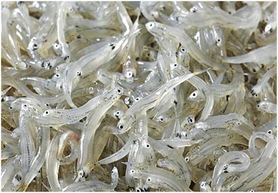 银鱼苗