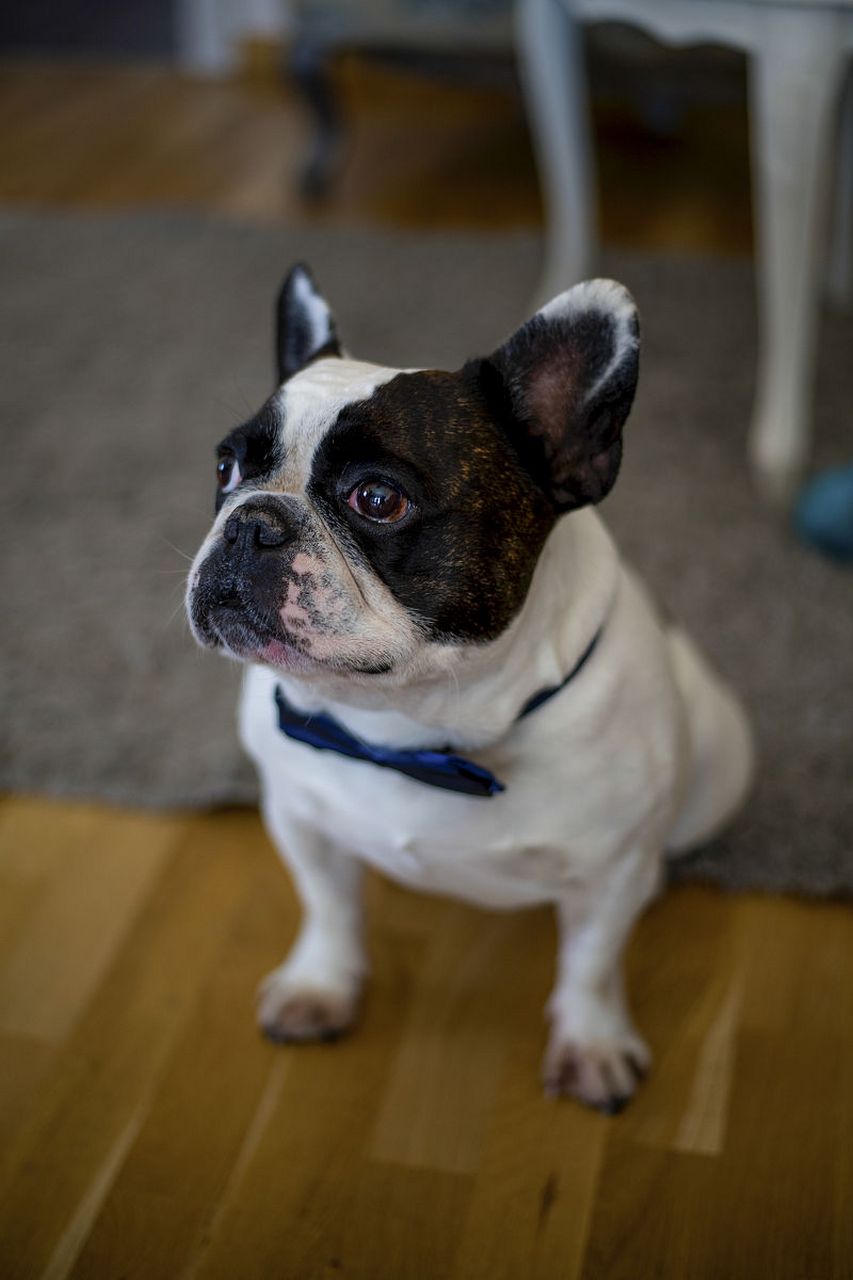 [原文:八哥犬:中国传奇般的丑萌.