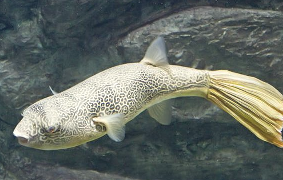 7 ,皇冠狗头鱼,又称皇冠河鲀,皇冠河鲀的最主要的食物是甲壳类,例如蟹