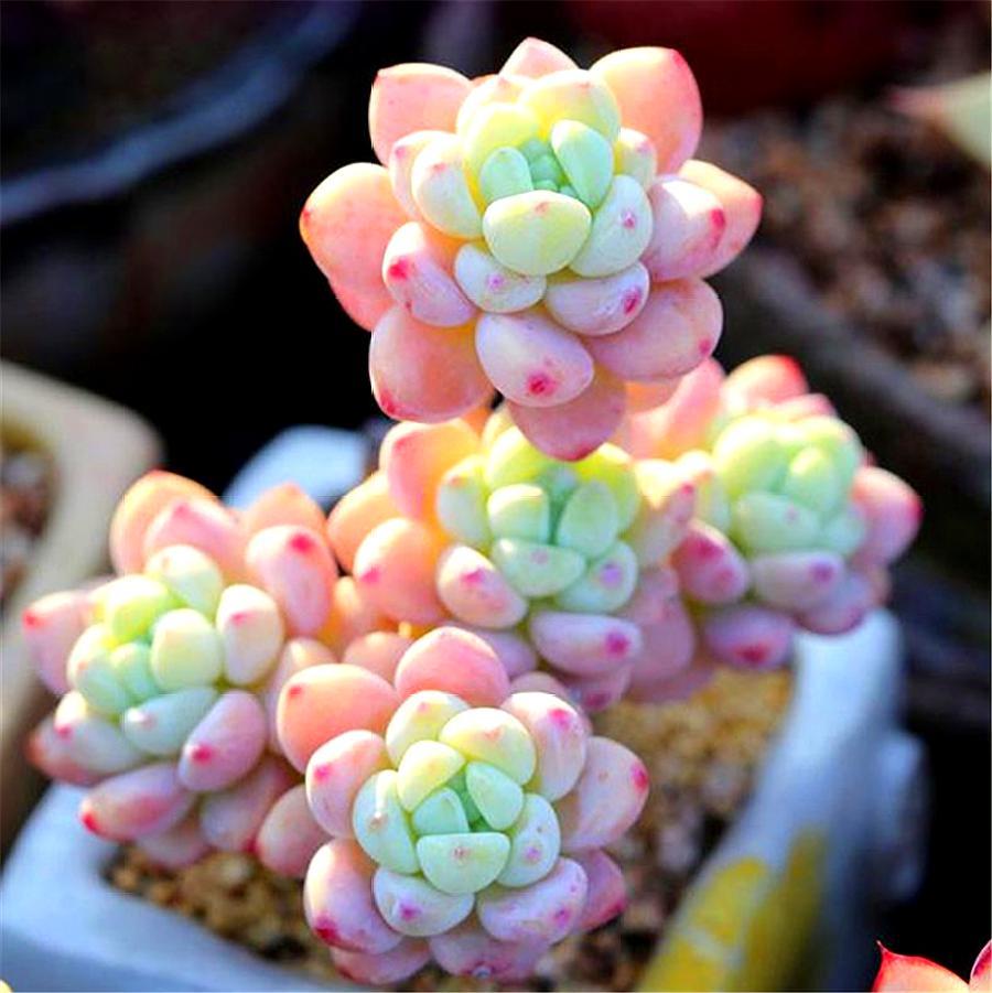 养多肉劳尔,学会"3多1少",易成老桩香气浓,爆头简单上色快