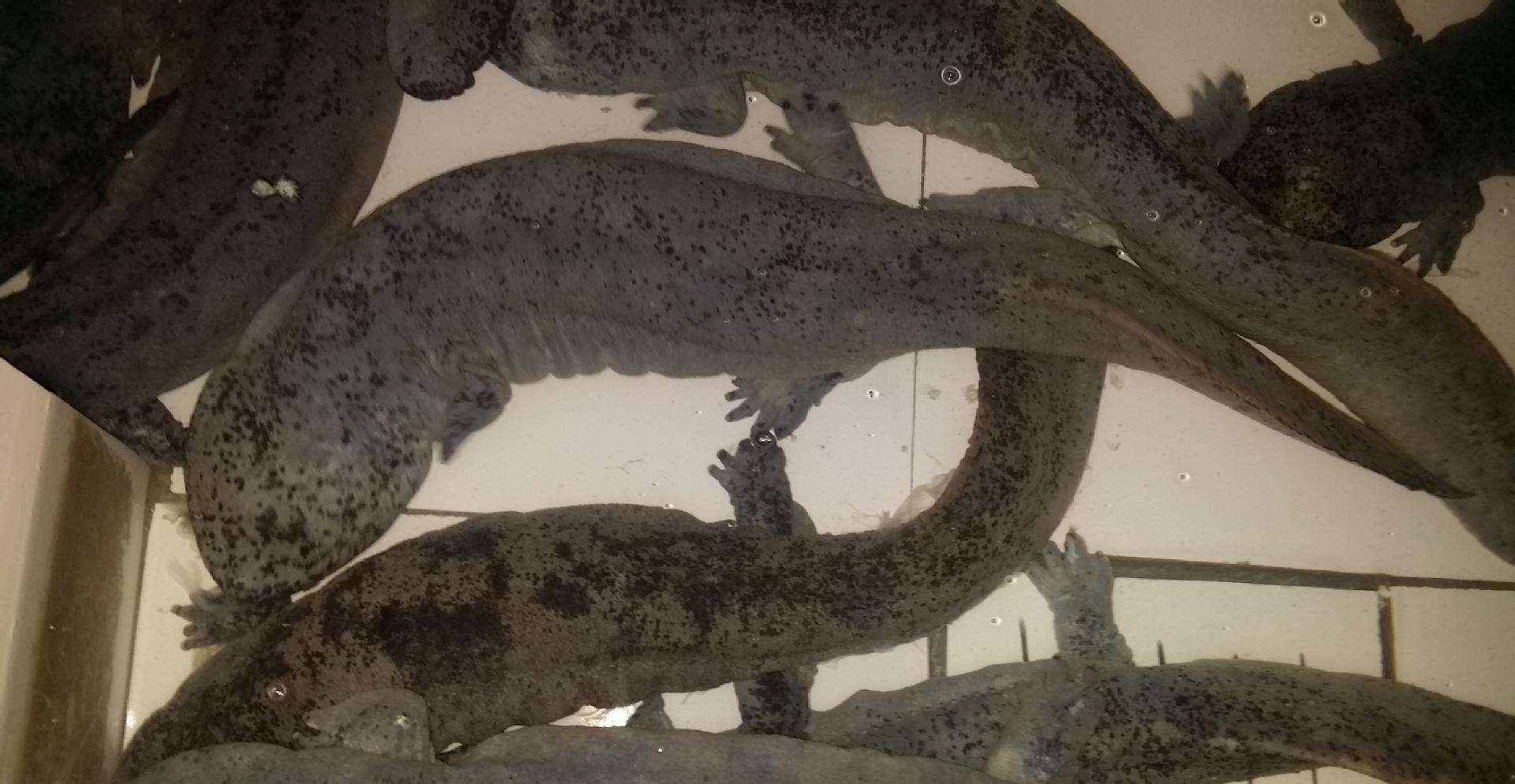 鲜,是水产品的生命和价值,教你七点如何挑选识别鲜鱼