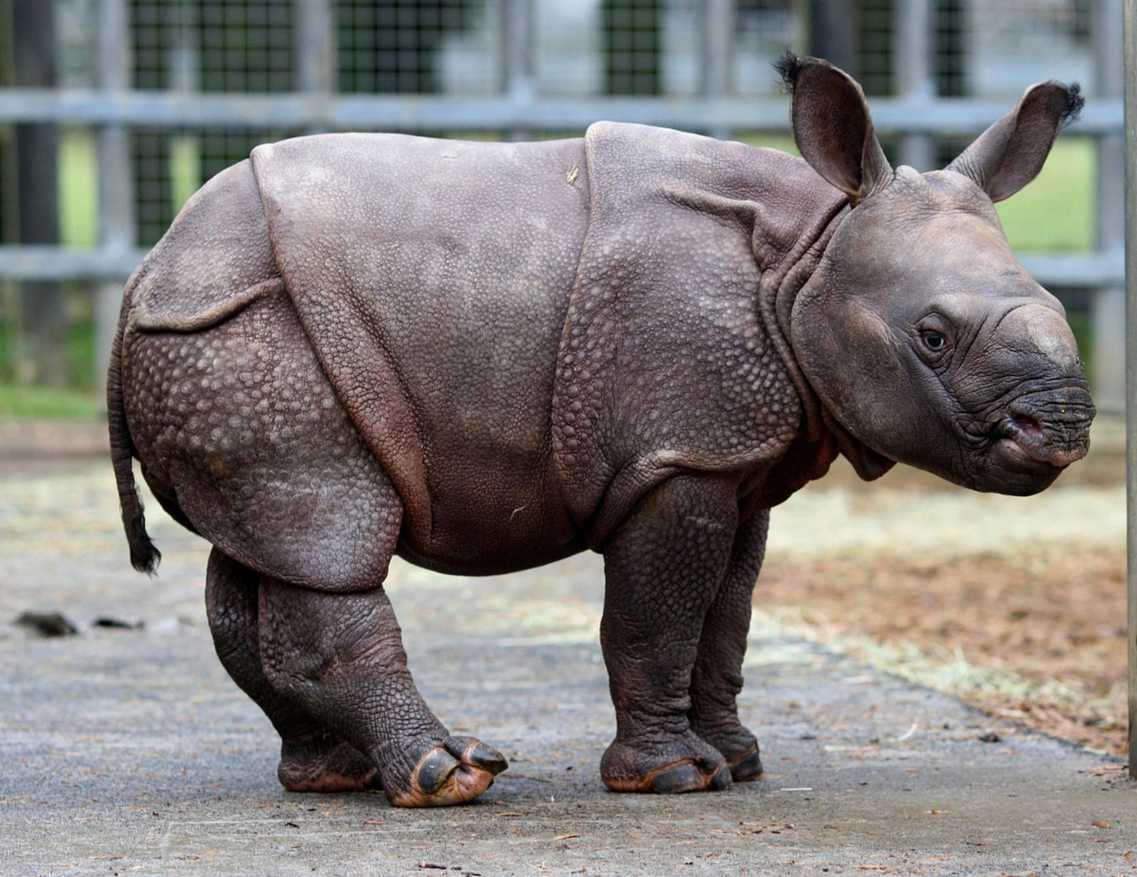 动物趣图# 活力满满,健康可爱,茁壮成长的小犀牛