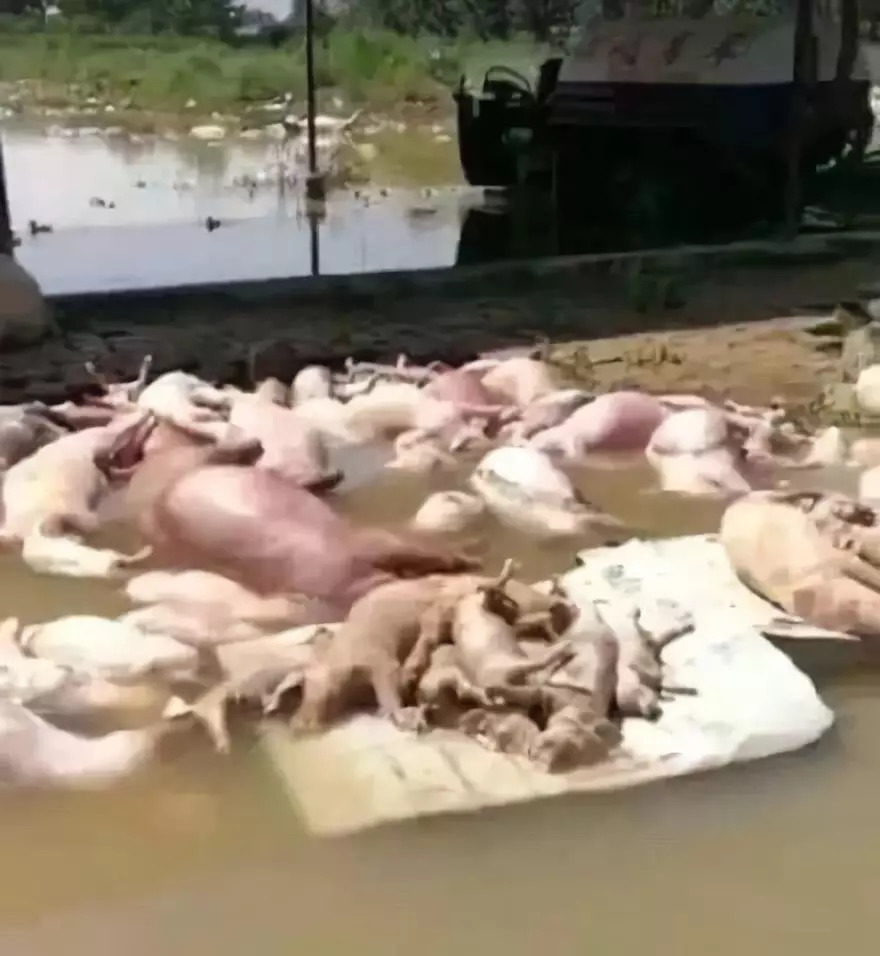 山东寿光洪灾:"一辈子攒的东西全没了!