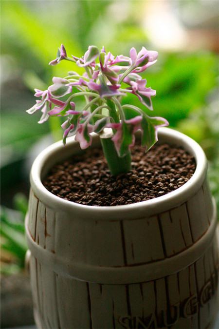 七宝树锦如何养才会更茂盛?