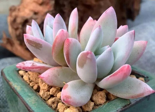 多肉界的小仙女,粉嫩多肉霜之朝,仙气飘飘