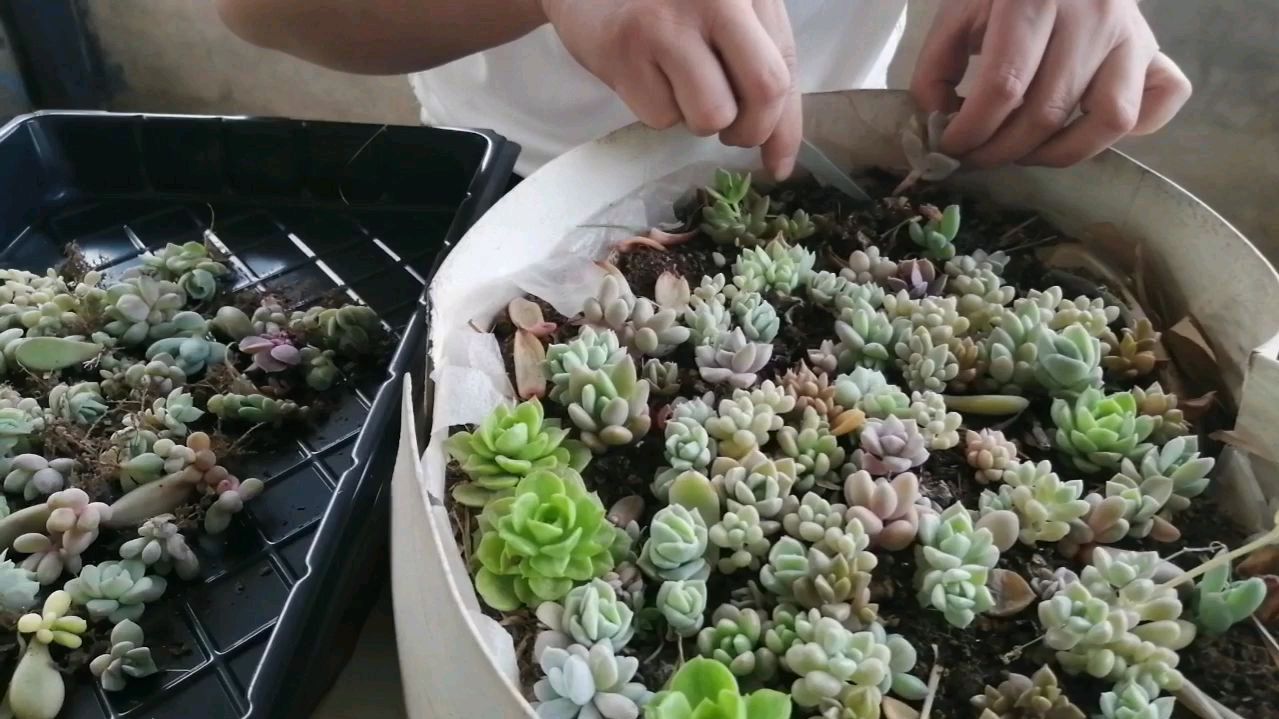 自从学会叶插,每次拔苗都拔到手软,多肉大户就是这样来的