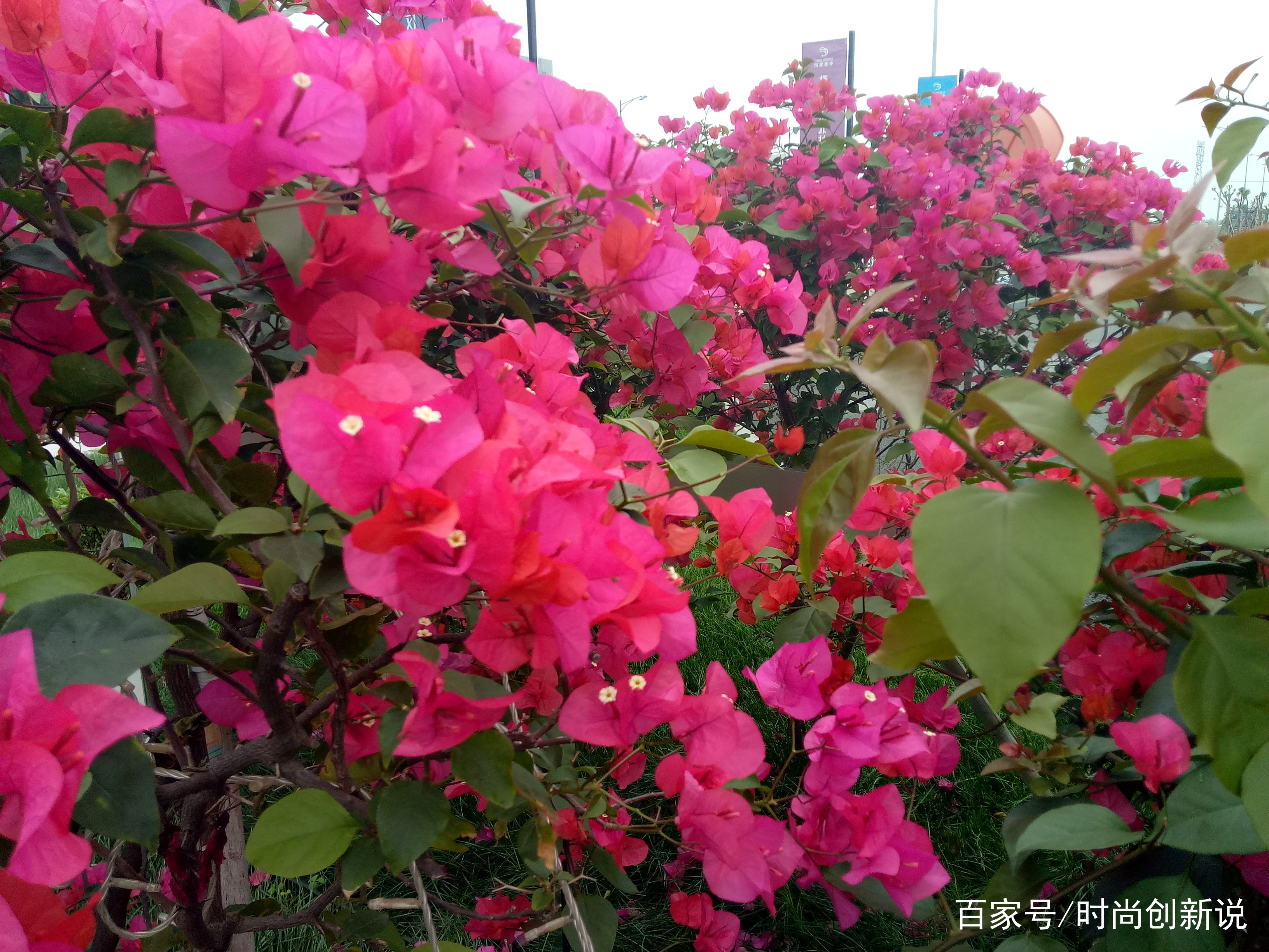 深圳的市花是什么(深圳的市花是什么呀)