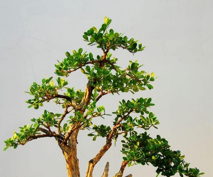 适合做盆景小叶黄杨有哪些?习性一样吗?该如何养护?