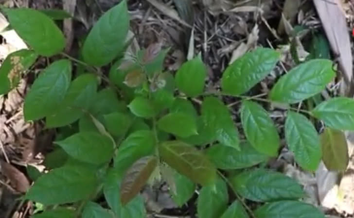 乡下这种植物,人称"穿心蛇"目前功效极高,农民都知可药用