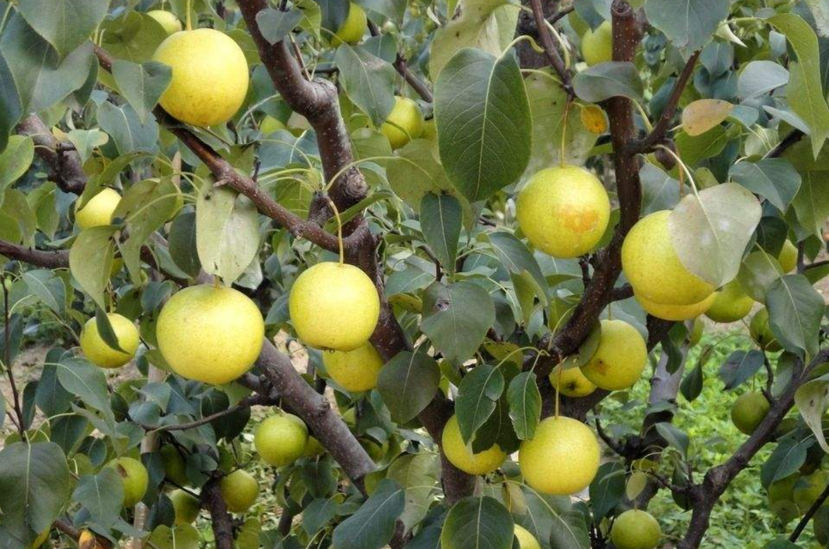 梨树如何提升果实外观及品质?果实套袋技术需掌握