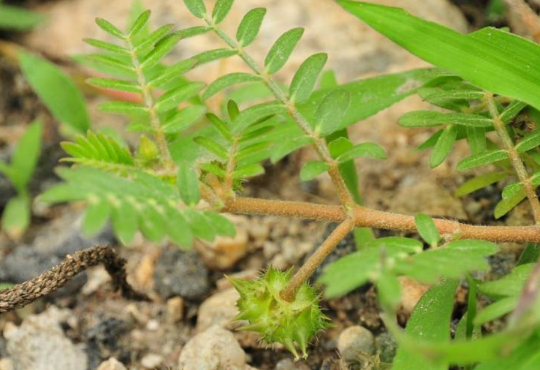 说起在我们东北农村有这样一种让乡亲们非常讨厌的