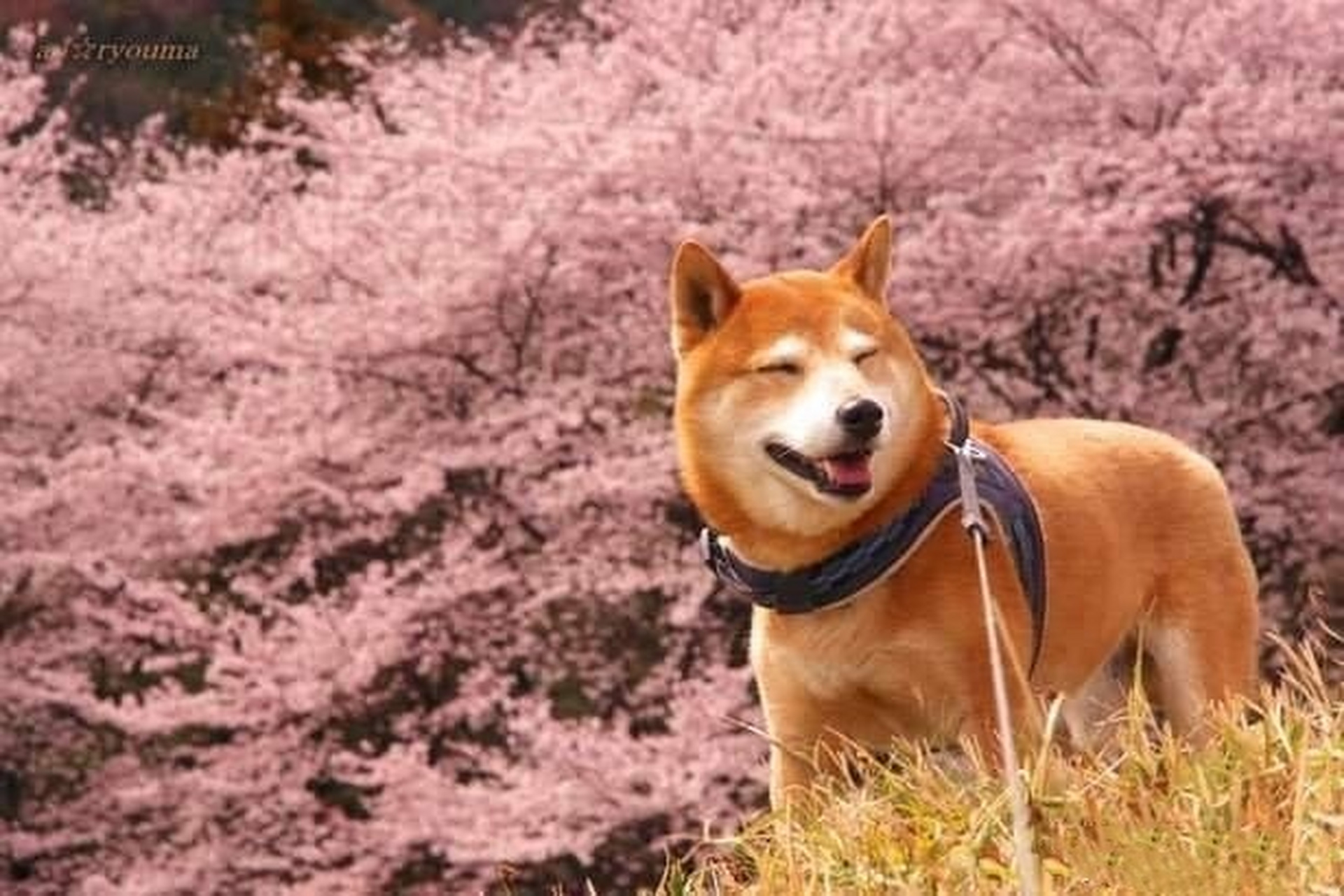 柴犬赏樱集~当蠢萌柴遇见美丽的樱花~很二很开心.