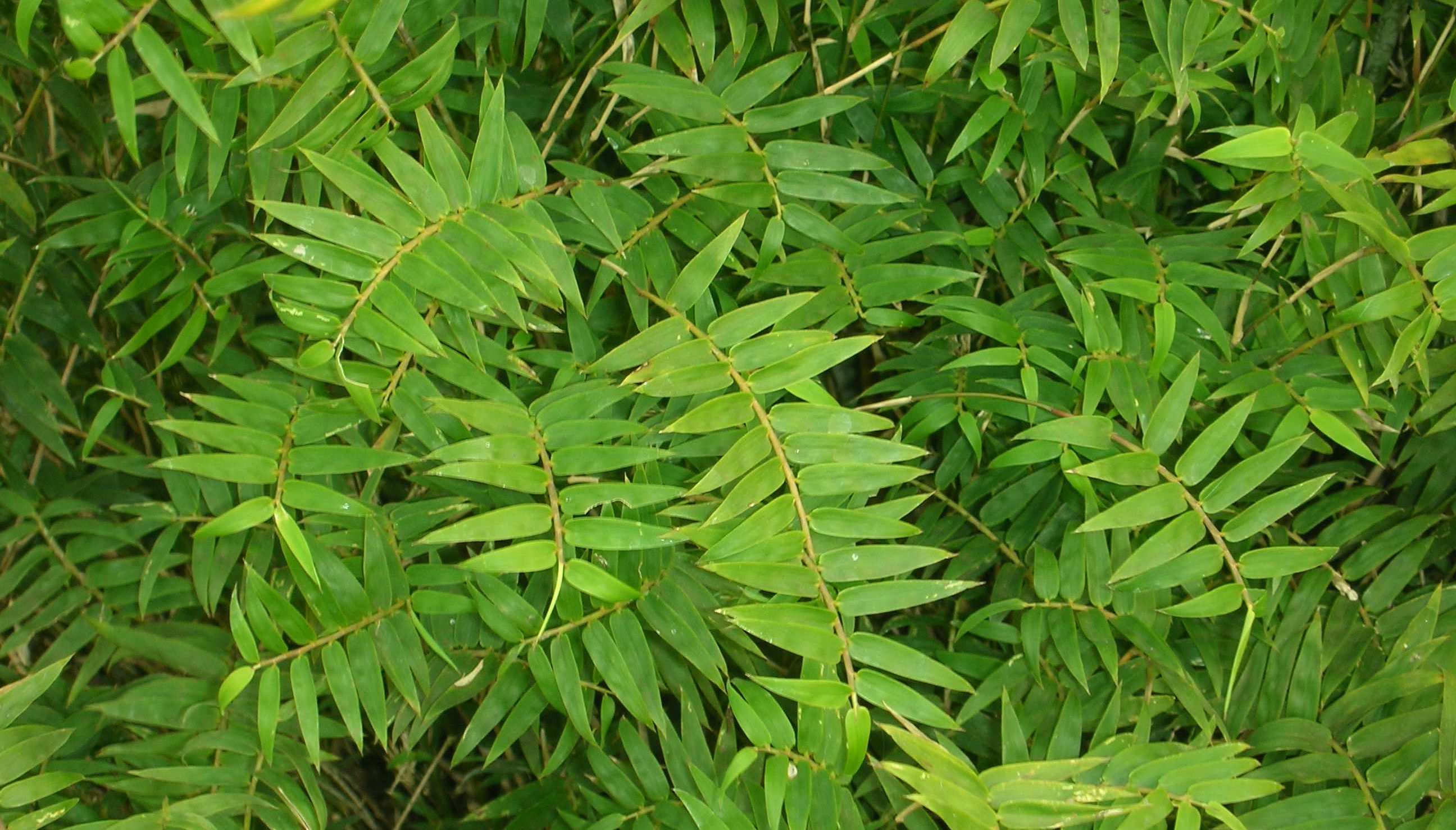 凤尾竹养殖技巧,我们要学会这样种植,才会变得枝繁叶茂