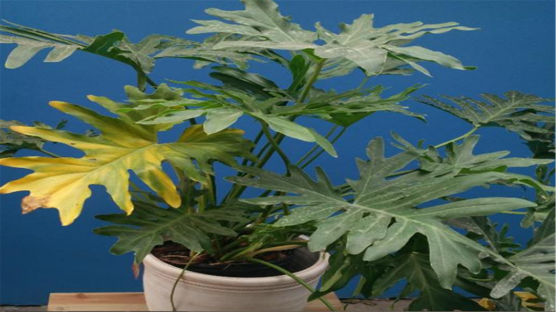 春羽是最典型的热带观叶植物,好养护,适合放在室内观赏!