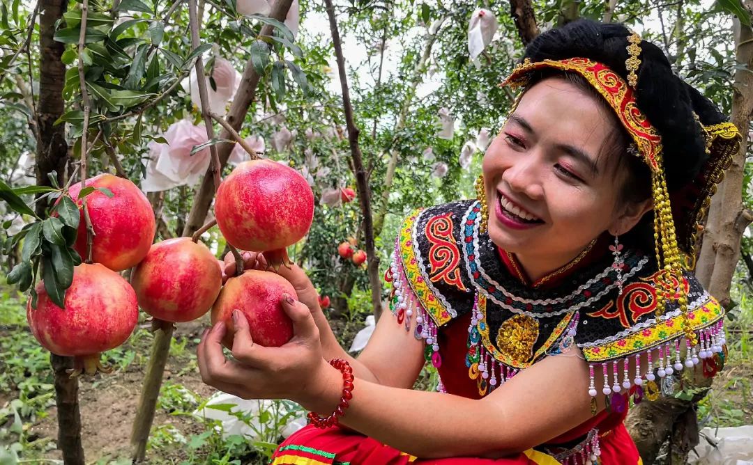 友好互推|约起!周末去攀枝花大田摘石榴,吃烤鹅