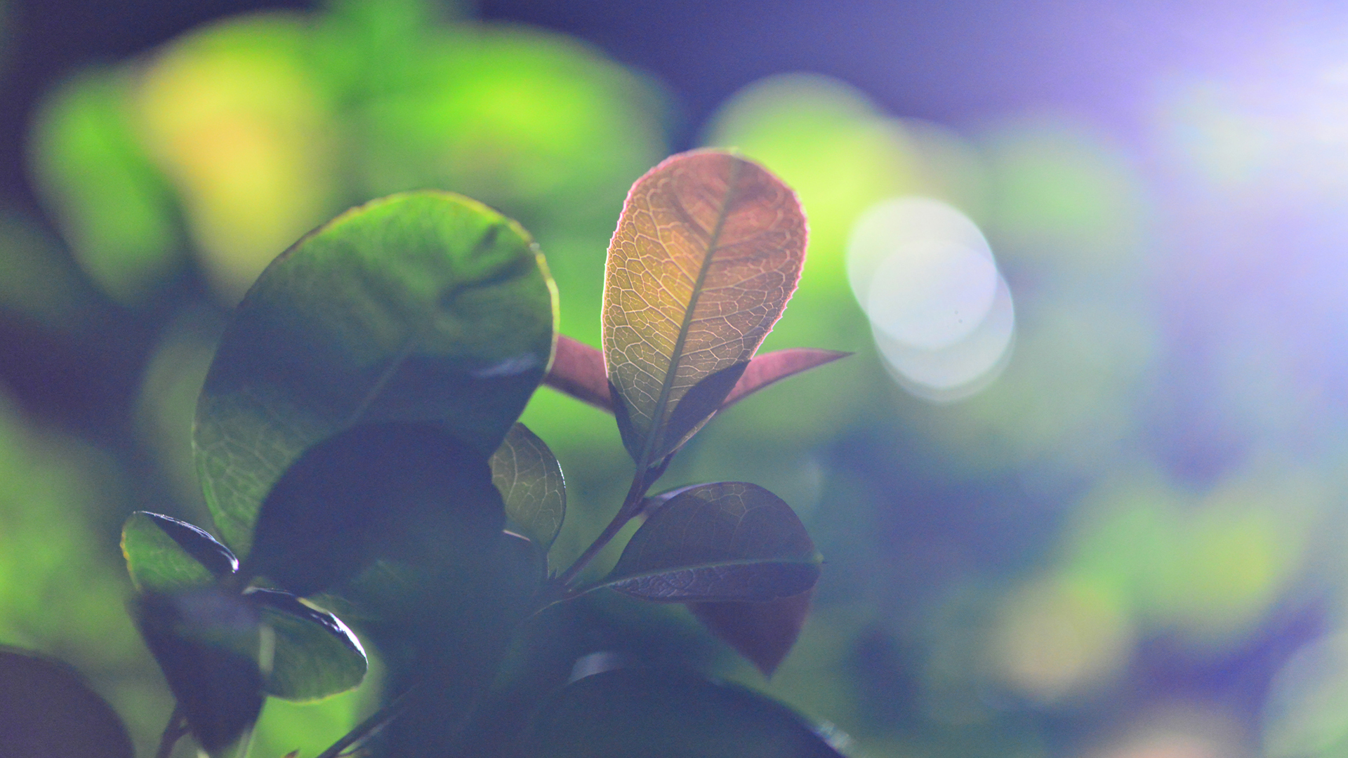 清新养眼绿色植物高清桌面壁纸,分辨率:1920x1080