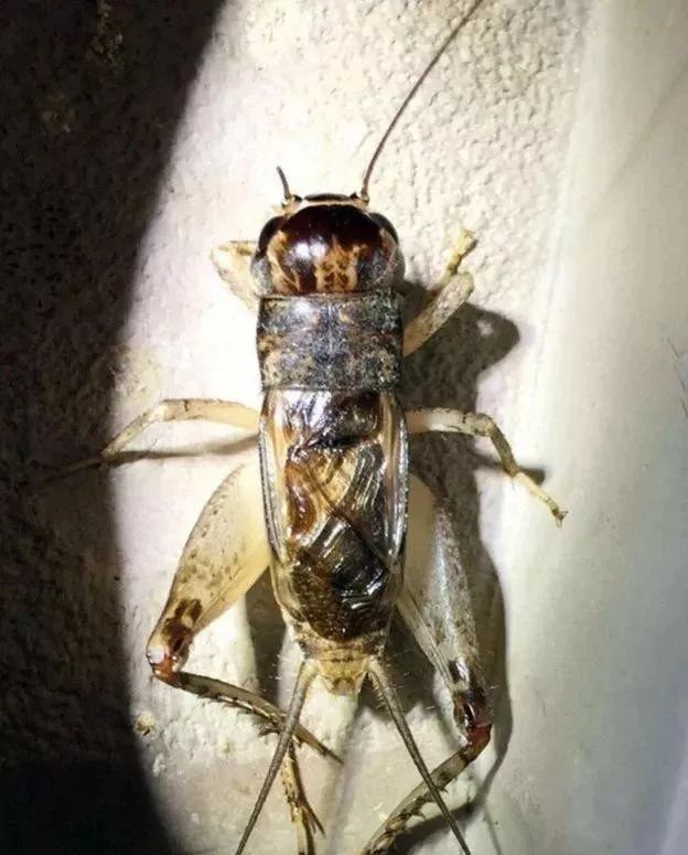 蟋蟀红牙黄将军图图片