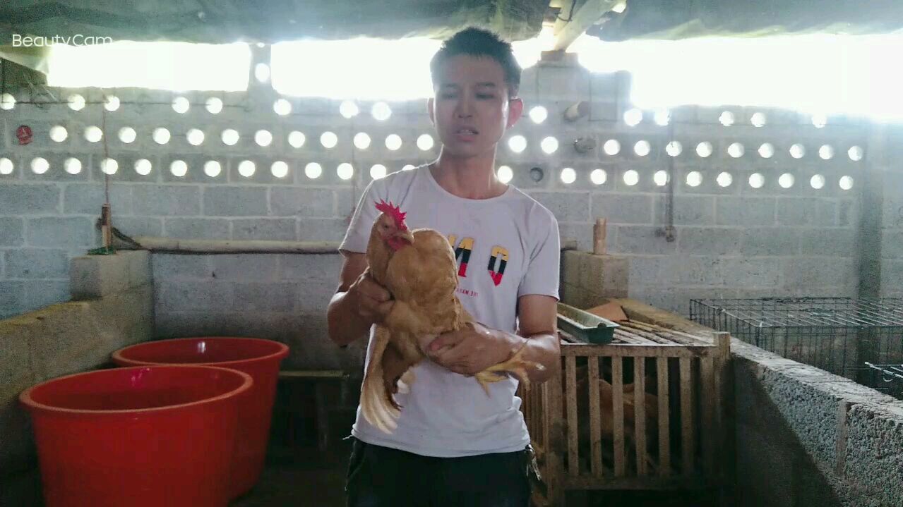 一百只蛋公鸡苗,养了六个月,死去一半,剩下的也只有两斤一只