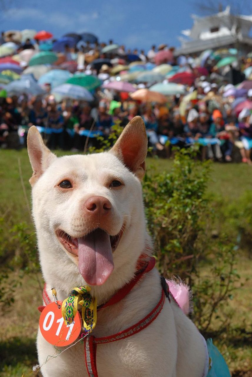 下司犬价格 纯种图片