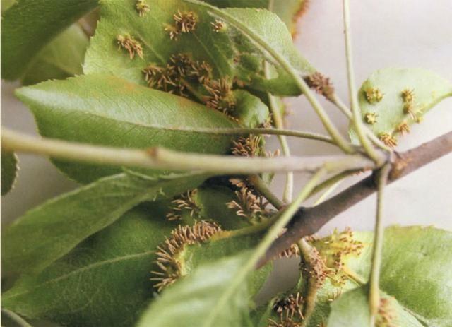 二,梨锈病的发病条件