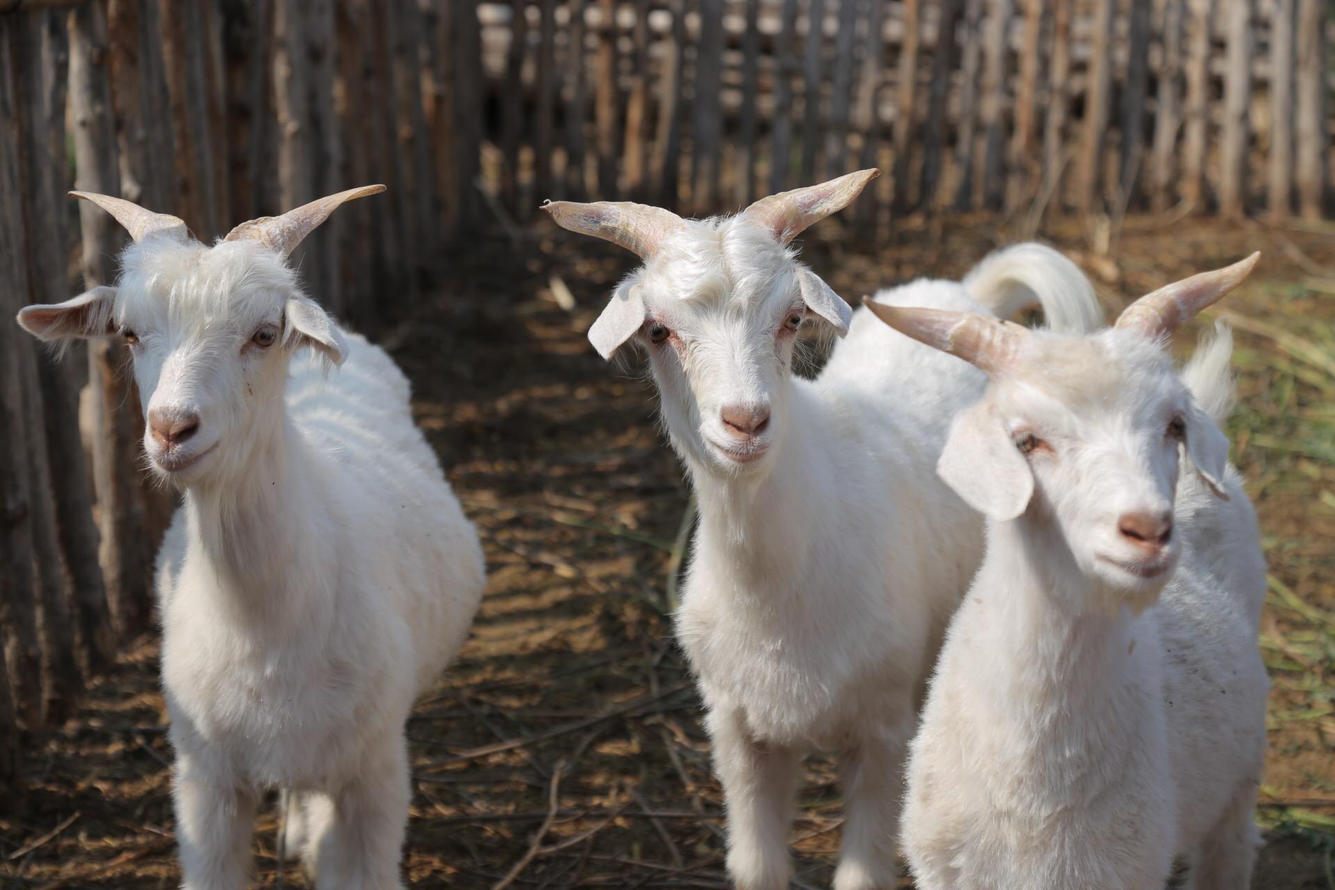 看20年老养羊户怎么说