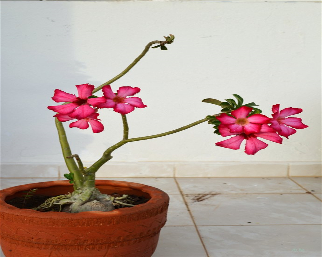 沙漠玫瑰开花美丽,生长旺盛,你知道如何养护么?