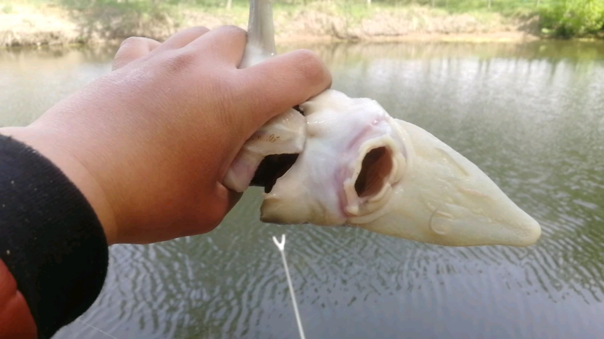 蚯蚓带散炮这样钓是真的厉害,看看这都钓了些什么鱼吧