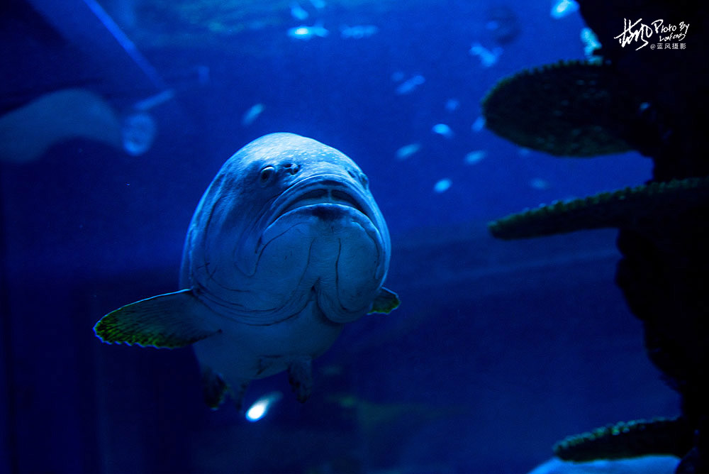 线纹鳗鲶,线纹鳗鲶起源于亚洲,有着很长很弯曲的身体,并且能够长到16