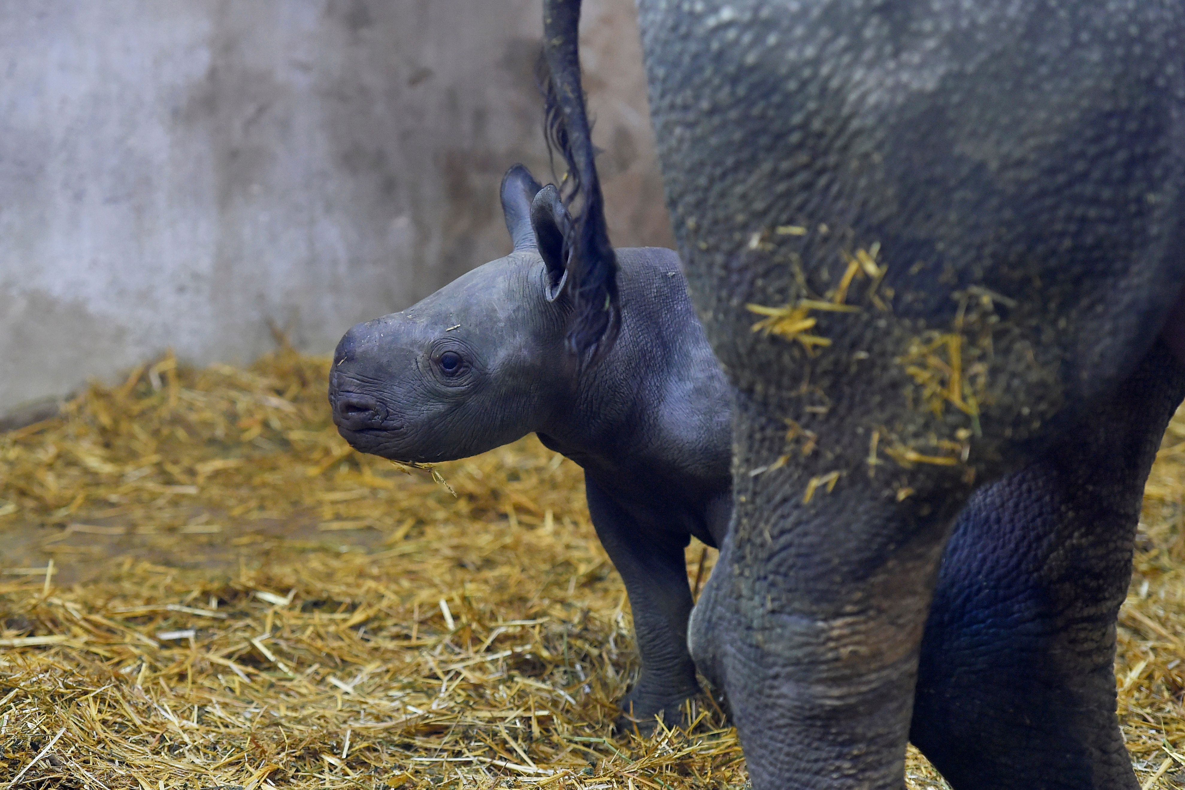 可爱的黑犀牛宝宝