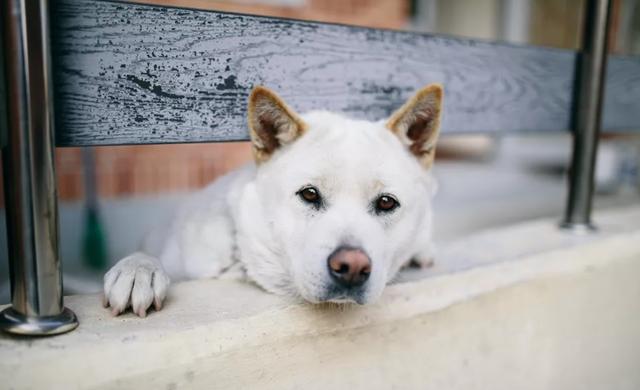 韩国珍岛犬图片