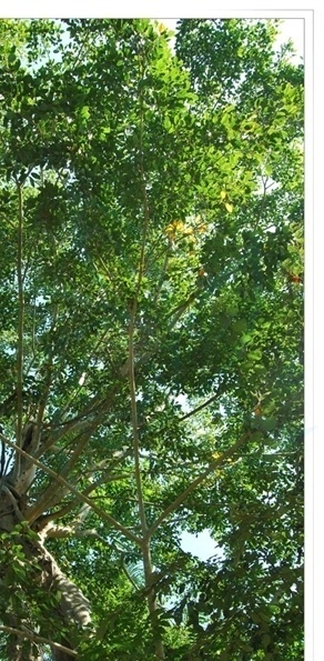 杜鹃叶榕你真的了解吗?杜鹃叶榕知识科普