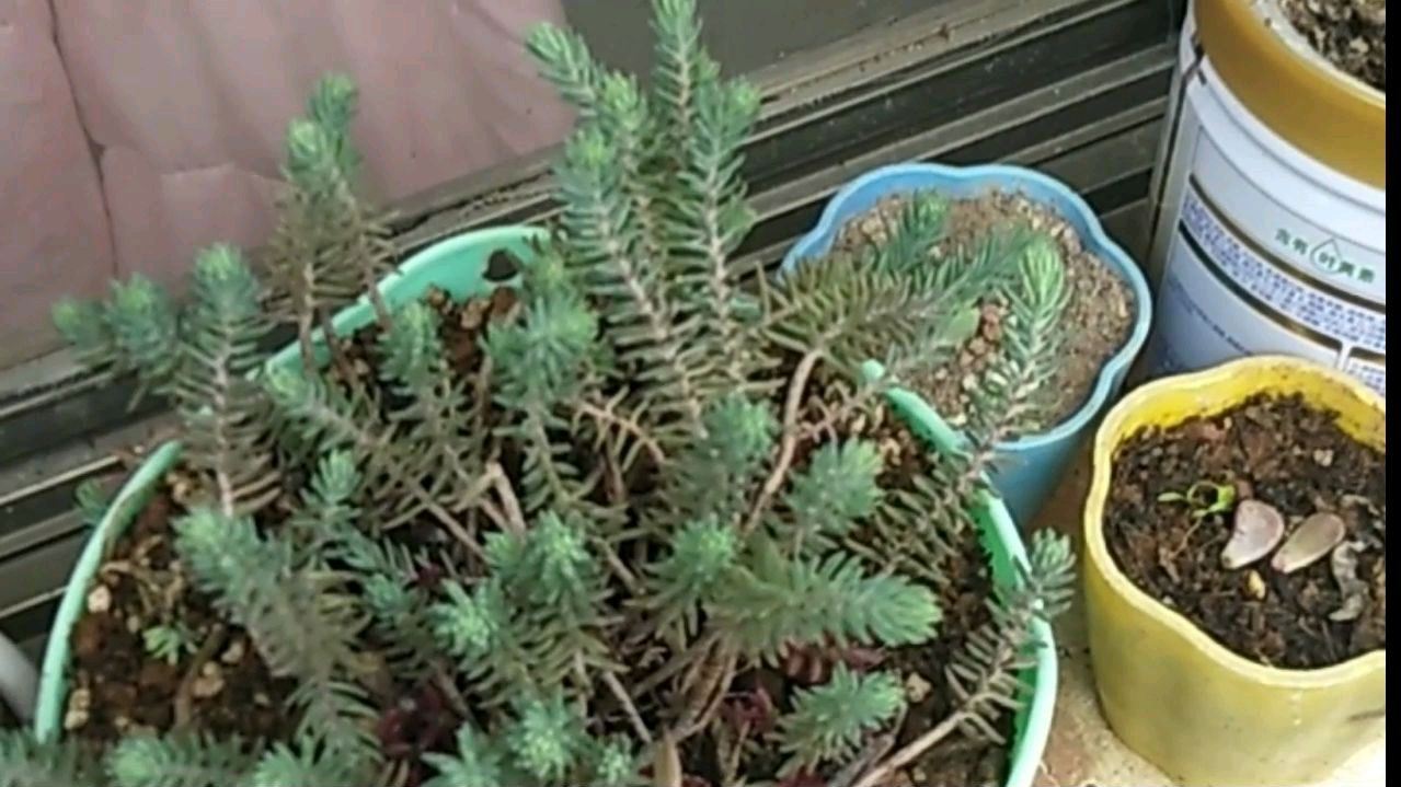 网上买的多肉种子都发芽了太开心了