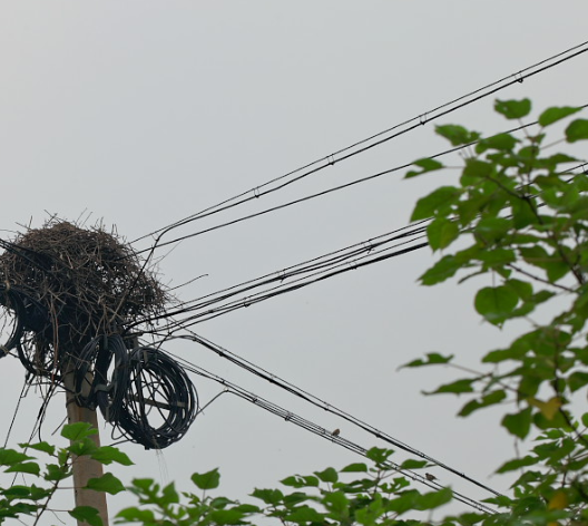 这些"违建"的鸟巢看上去实在是危险!