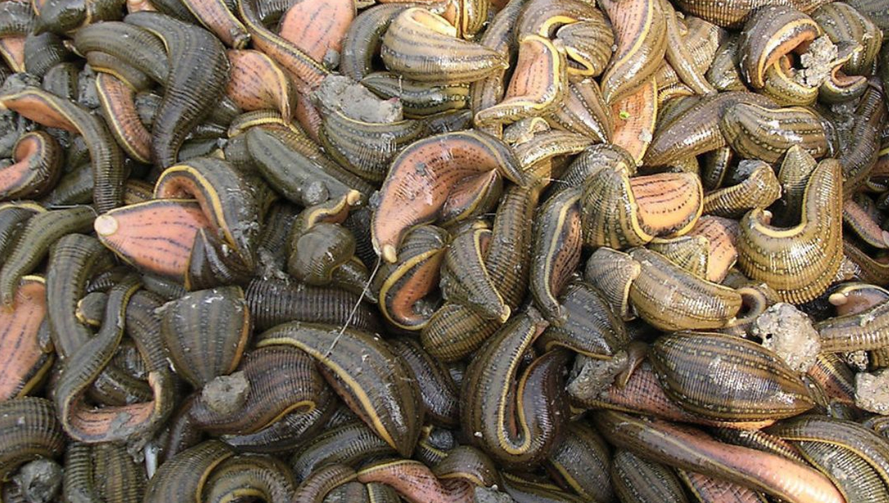 让人闻风丧胆的蚂蟥,居然是难得的"软黄金"!