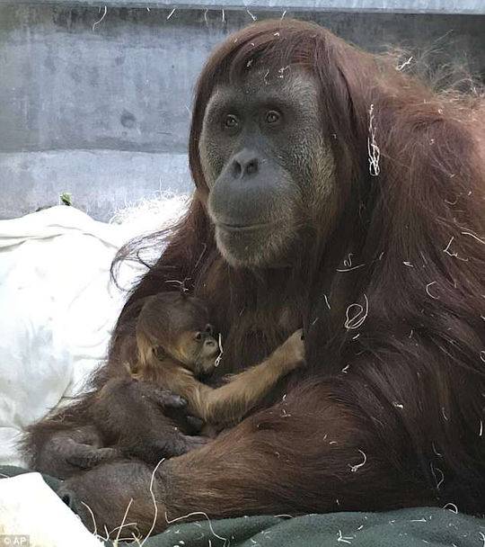 物种濒临灭绝 一只苏门答腊猩猩在美国出生